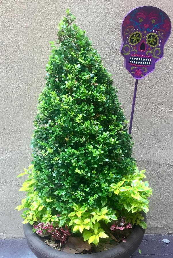 Trojes Cdmx Bed & Breakfast Mexico City